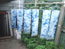 shibori_natural-dye