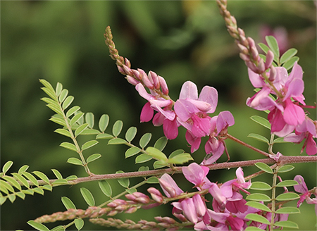 インド産の天然藍インディゴフェラ・ティンクトリア