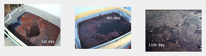 藍の花（表面の膜）